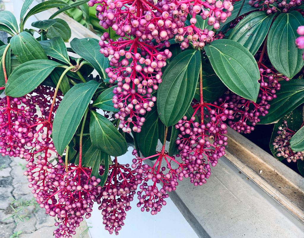 Clusters of pink medinilla grapes