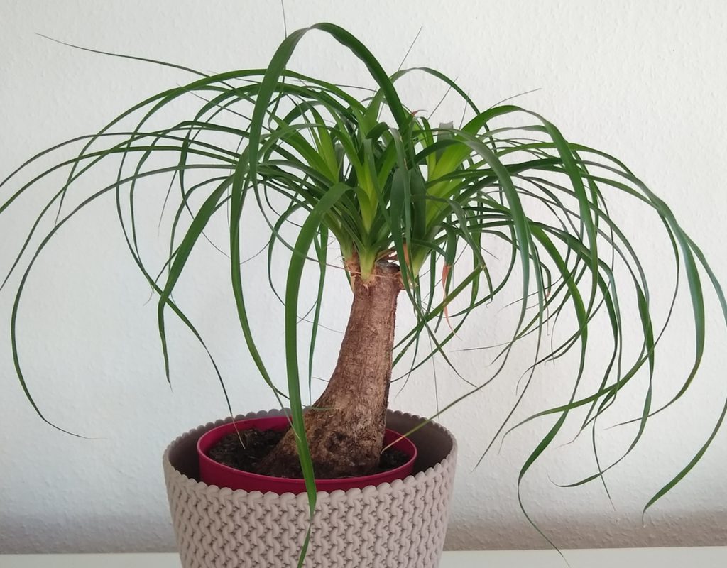 A ponytail palm in a red white pot