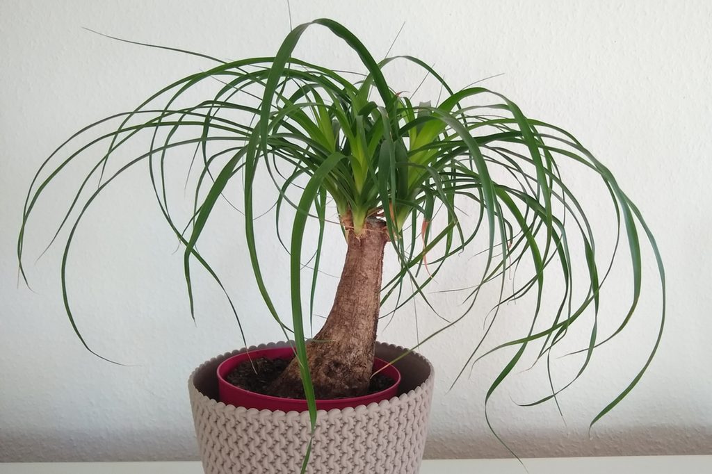 A ponytail palm in a red white pot