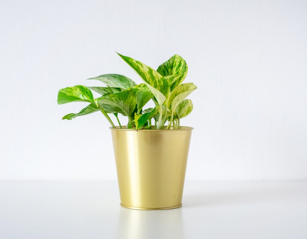 Pothos in gold pot