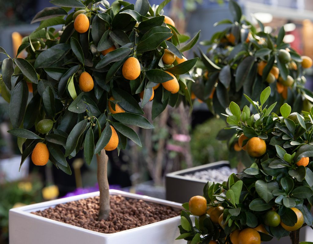 Three small kumquat trees with fruit, in small, square, white pots