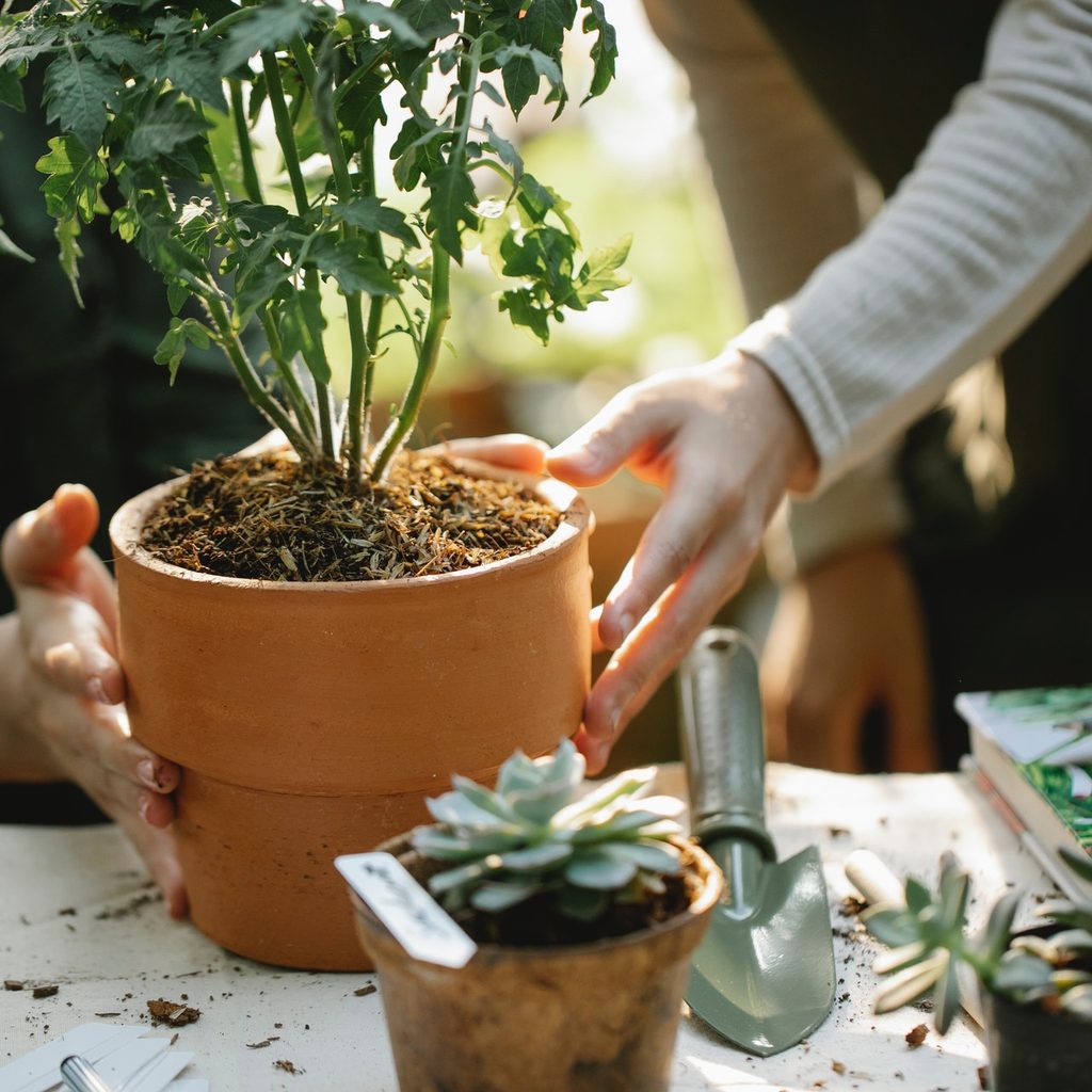 Potting plants