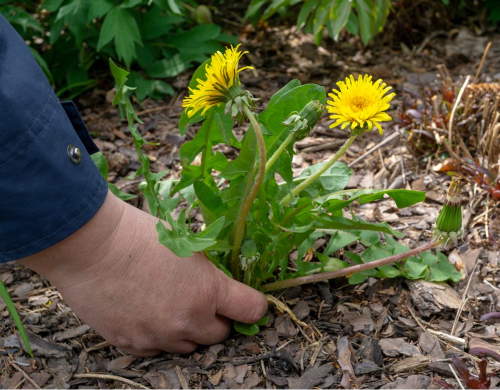Pulling dandelion weed