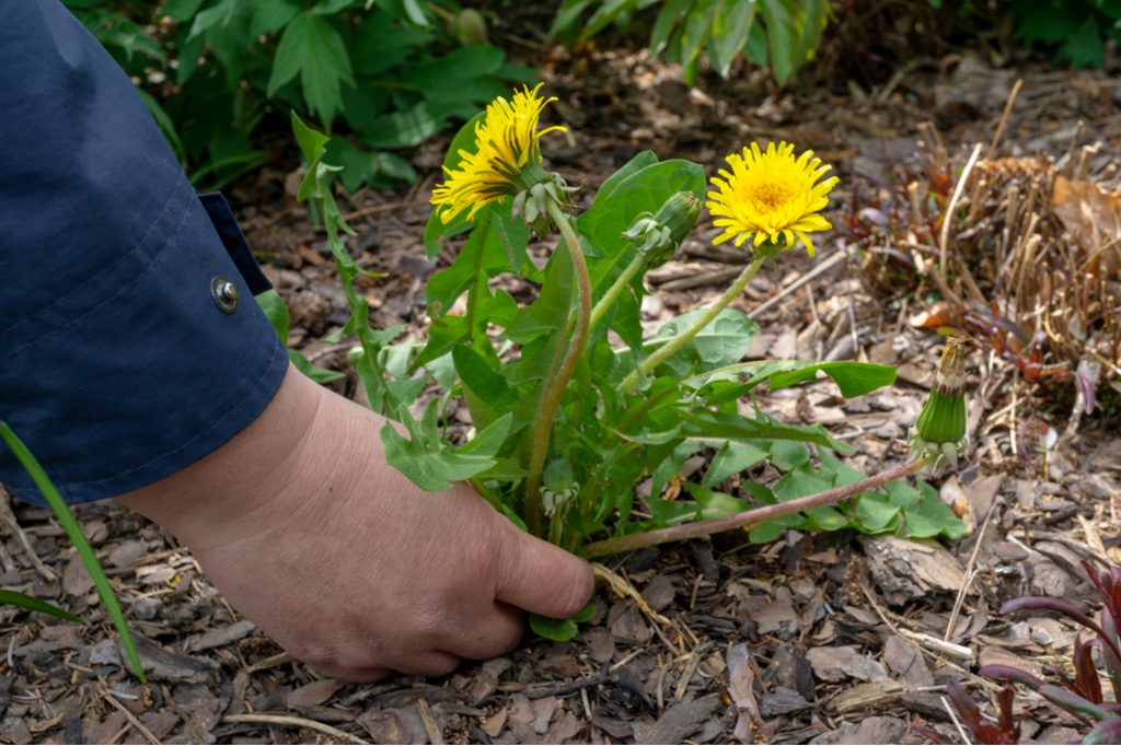 Pulling dandelion weed