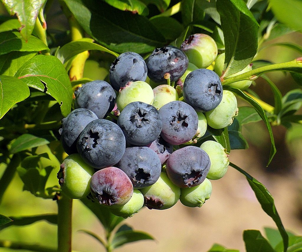 Blueberries