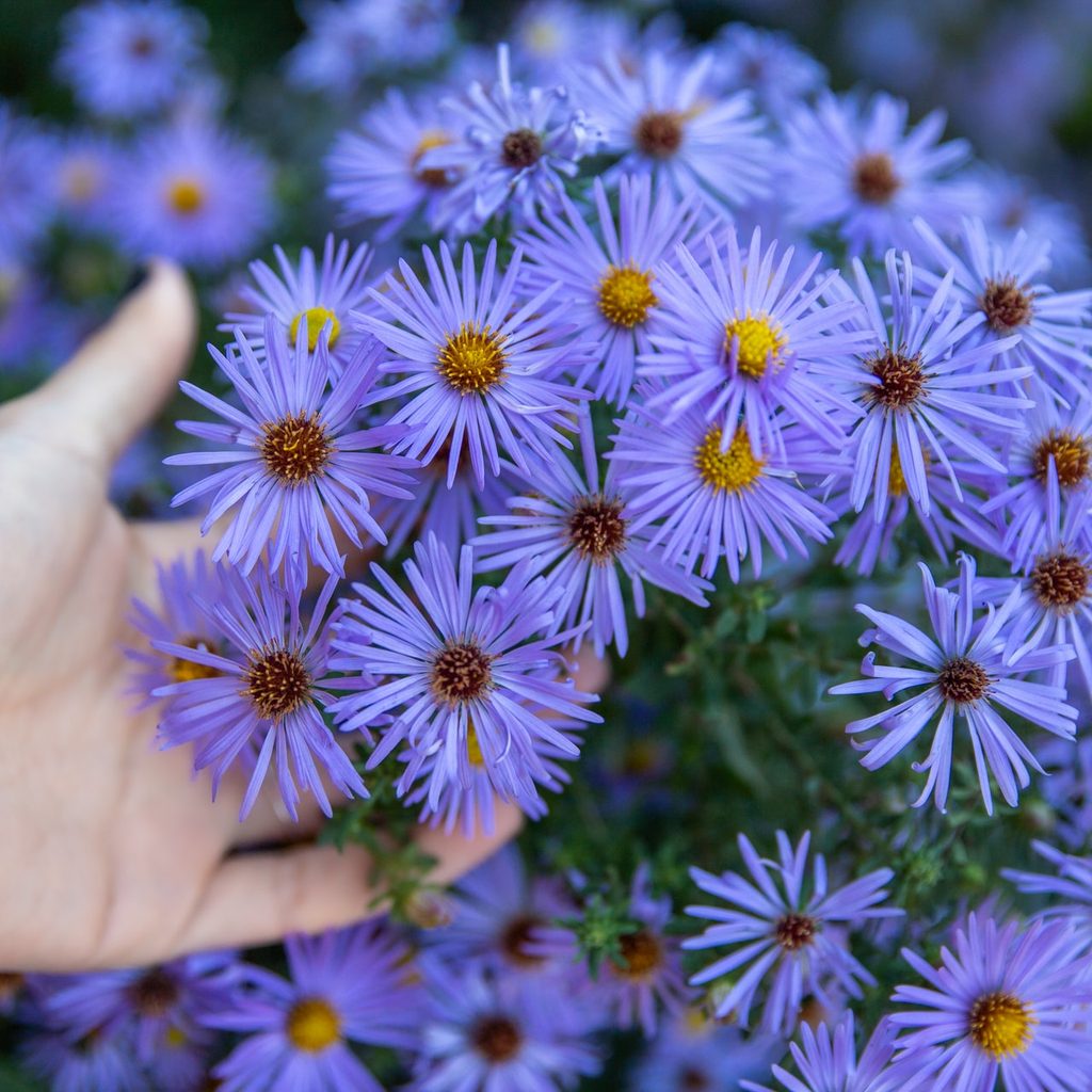 native aster