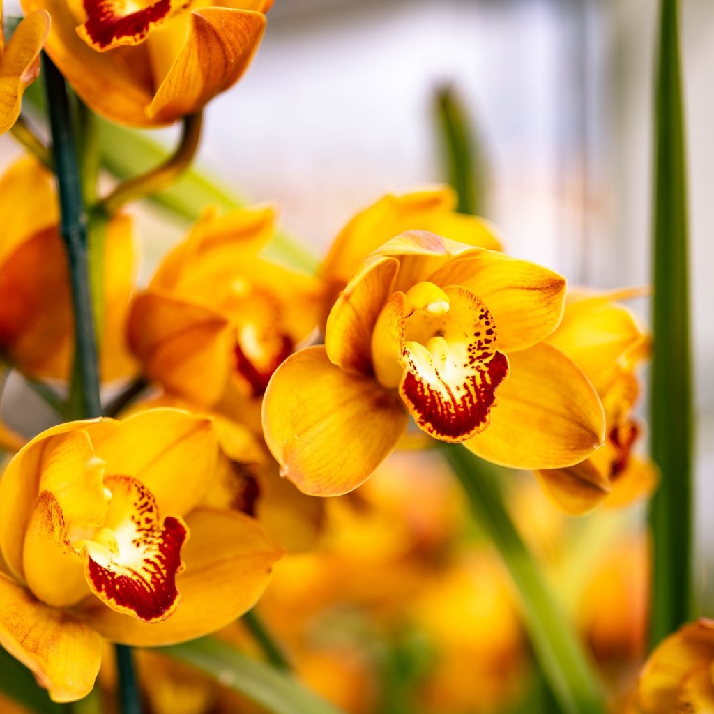 orange orchid