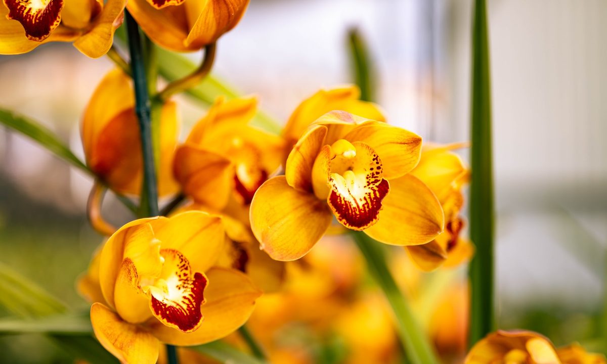 orange orchid