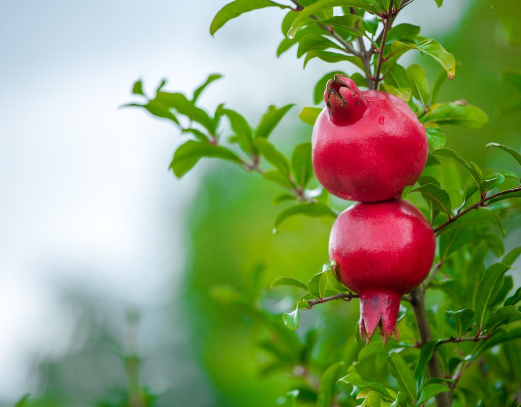Small pomegranate on branch