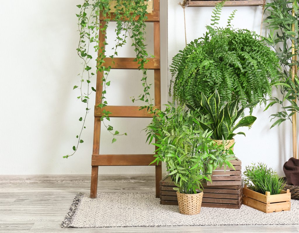 A sunny collection of houseplants