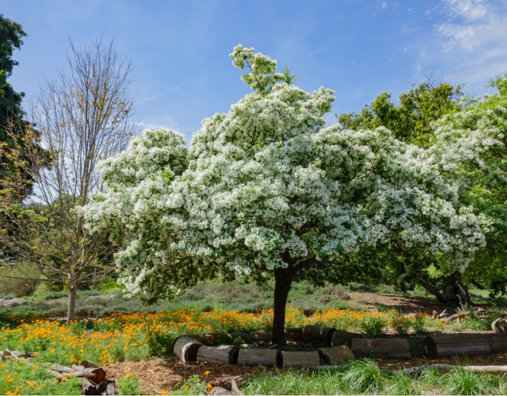 Virginia fringe tree with white flowers, standing in a field
