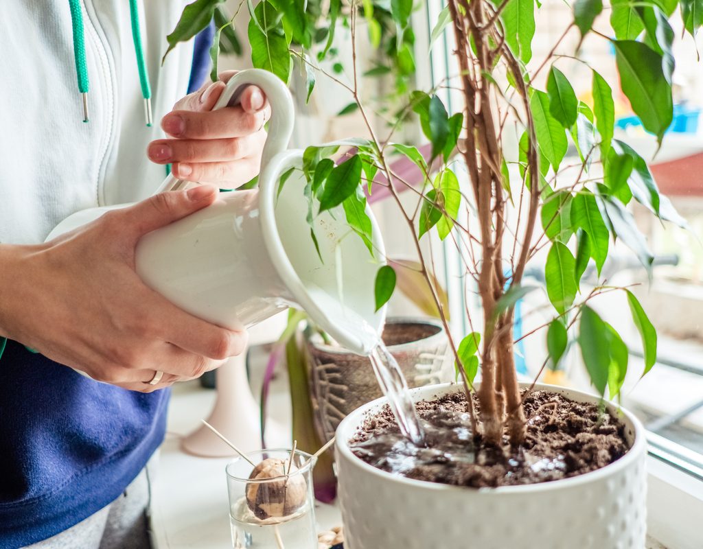 A woman watering a plant
