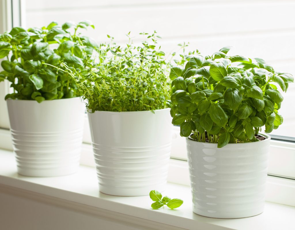 A windowsill herb garden