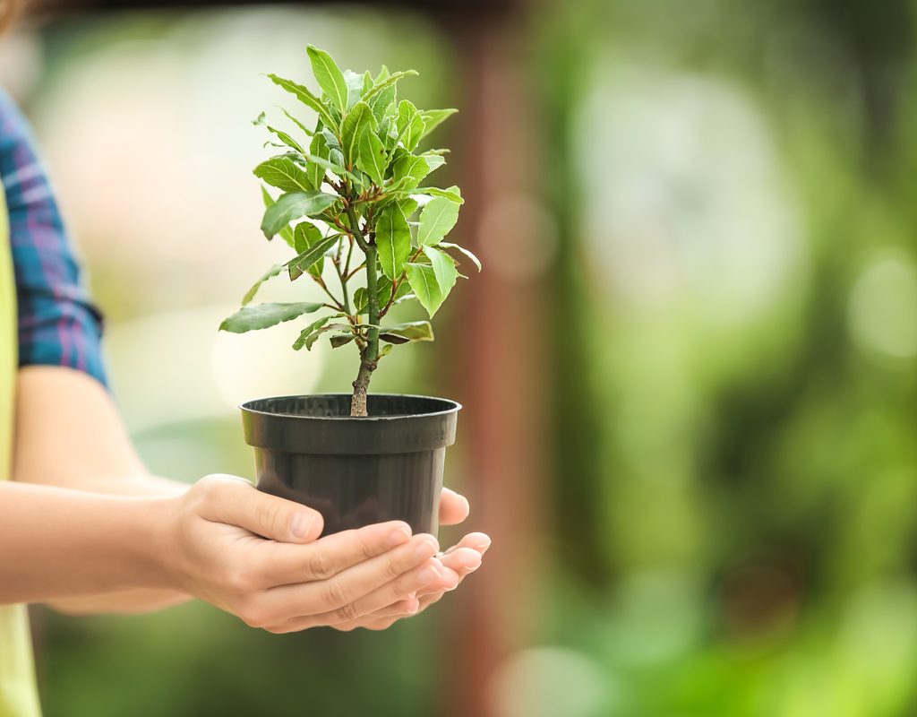 A woman holding a small bay tree in a plastic pot