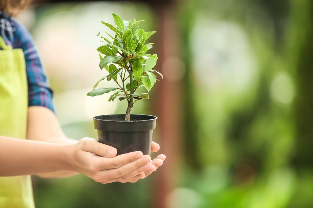 Person holding a small bay tree in a plastic pot