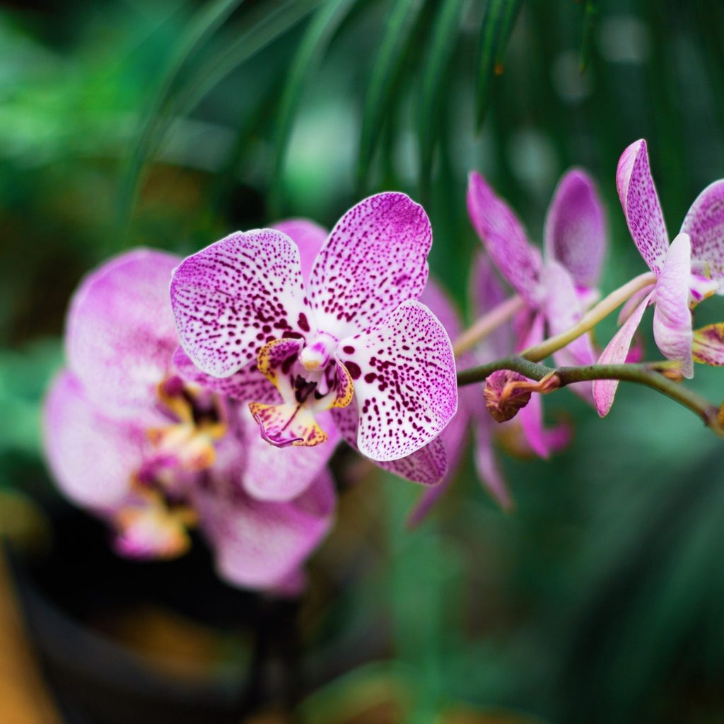 indoor moth orchids