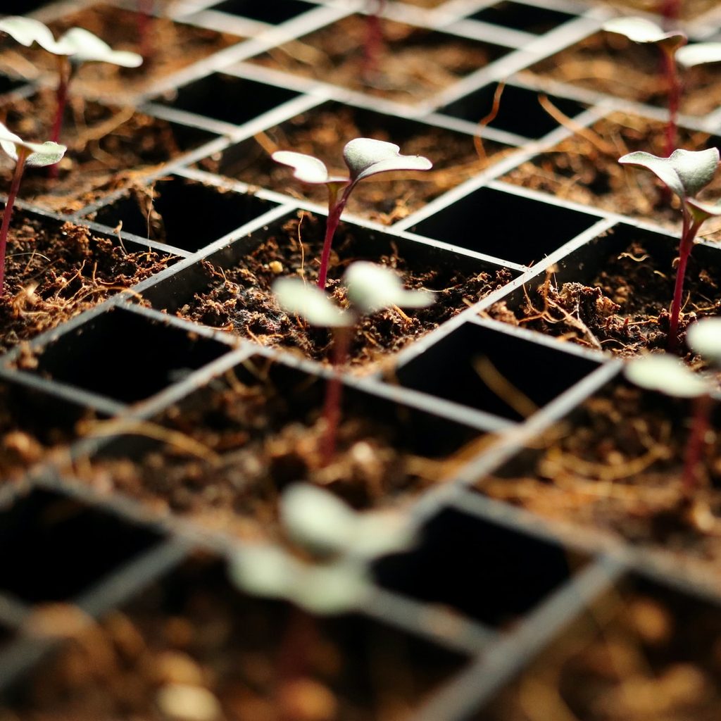seed starting tray