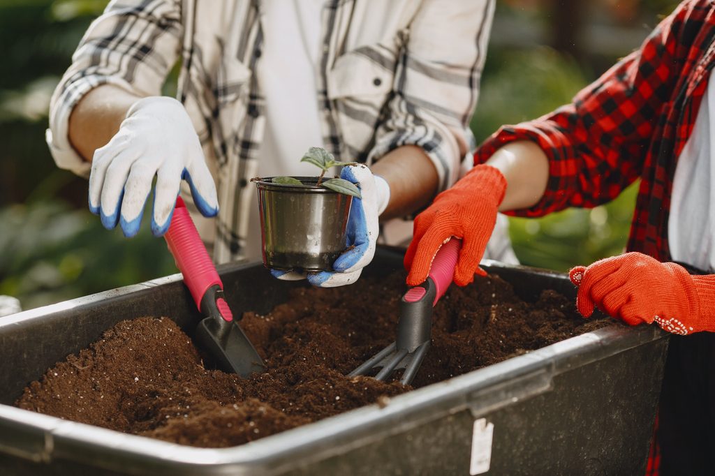 Gardeners adding compost to a plant