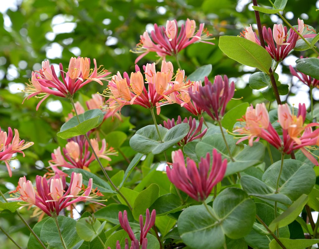 American honeysuckle with light pink and purple flowers