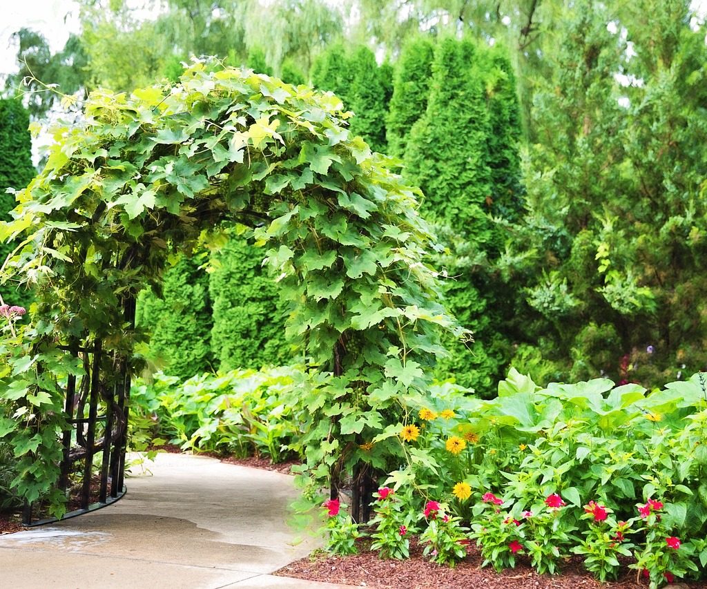 An archway trellis overgrown with many vines