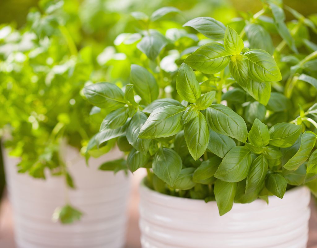 Basil potted plant