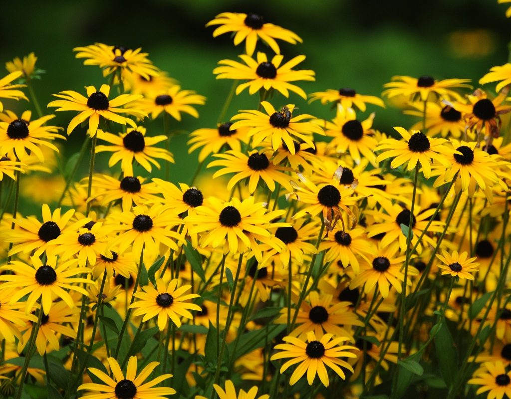 A field of black-eyed susans