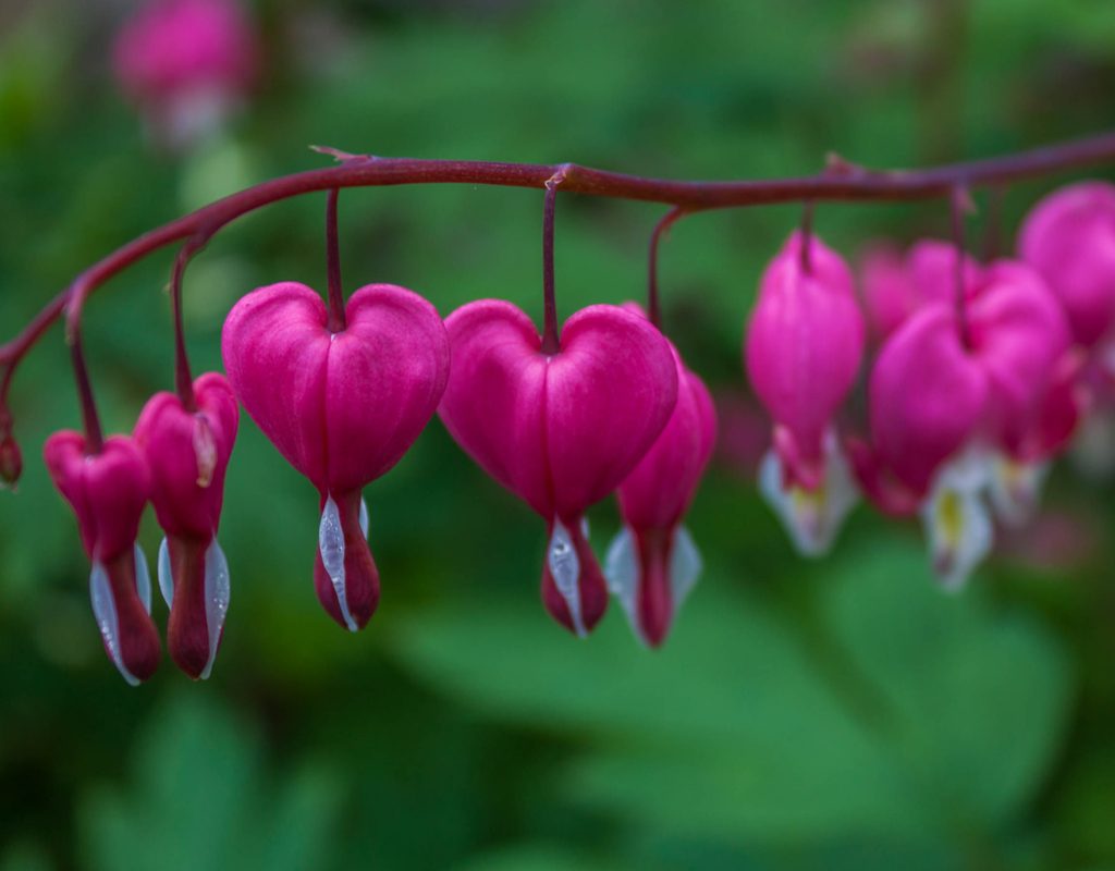 A branch of bleeding hearts