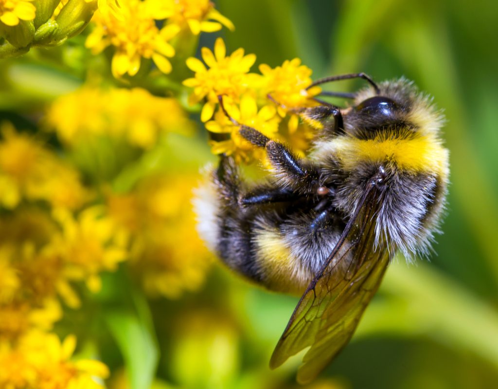 A bumblebee on a flower