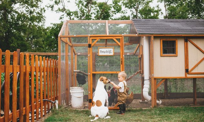 Child stands before chicken coop with his dog