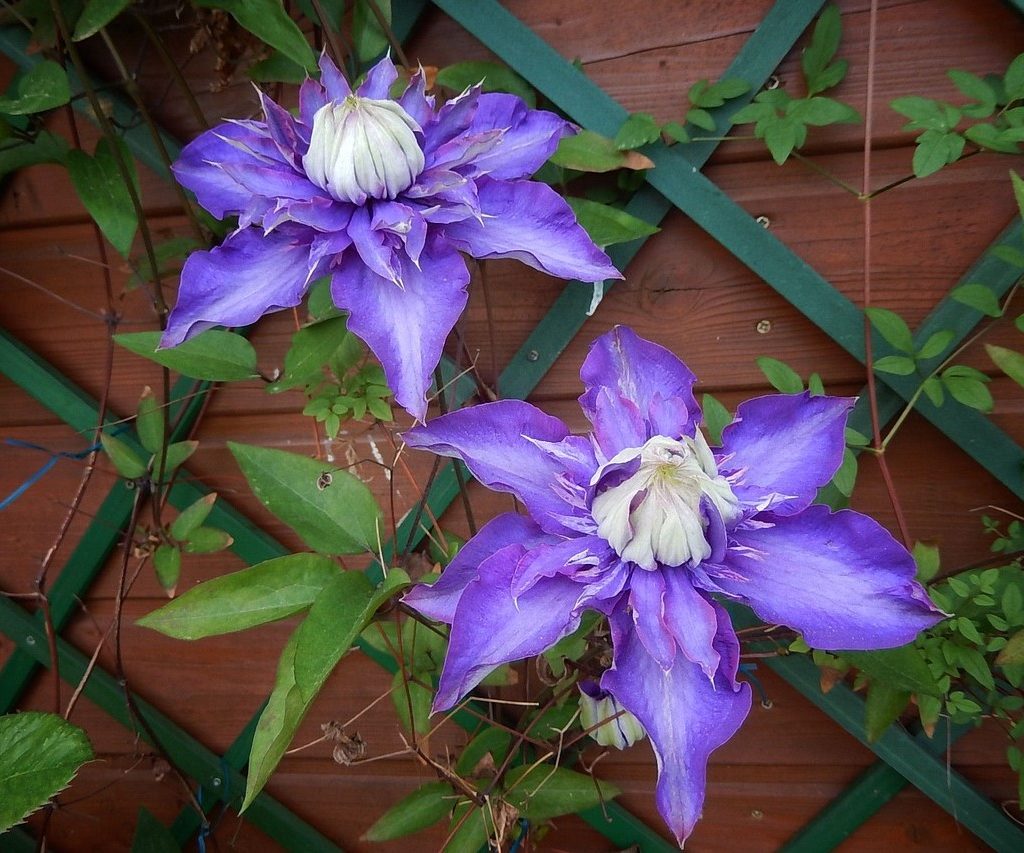Large purple clematis flowers growing on a green metal trellis