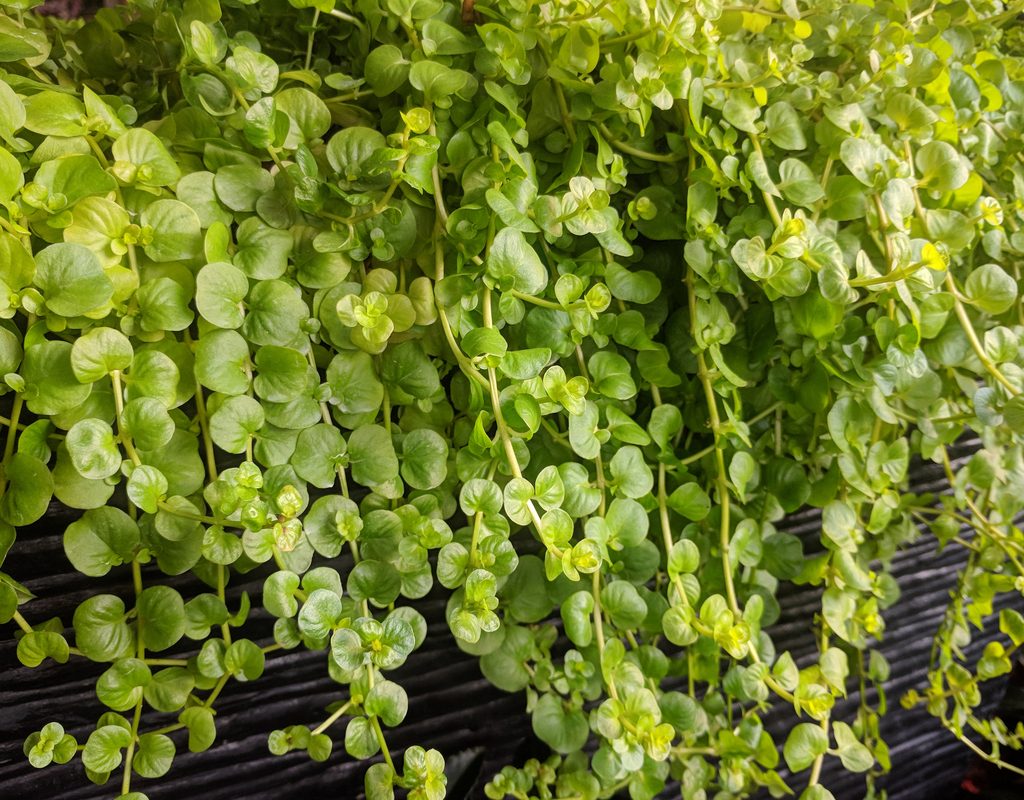 Creeping jenny draped over a ledge