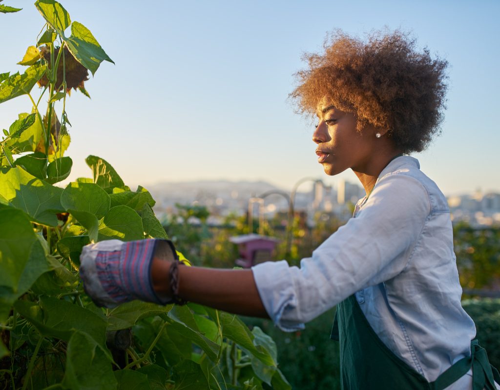 A woman inspecting and harvesting crops