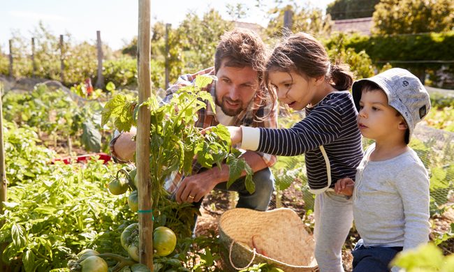 Father showing children the tomato plant in their garden