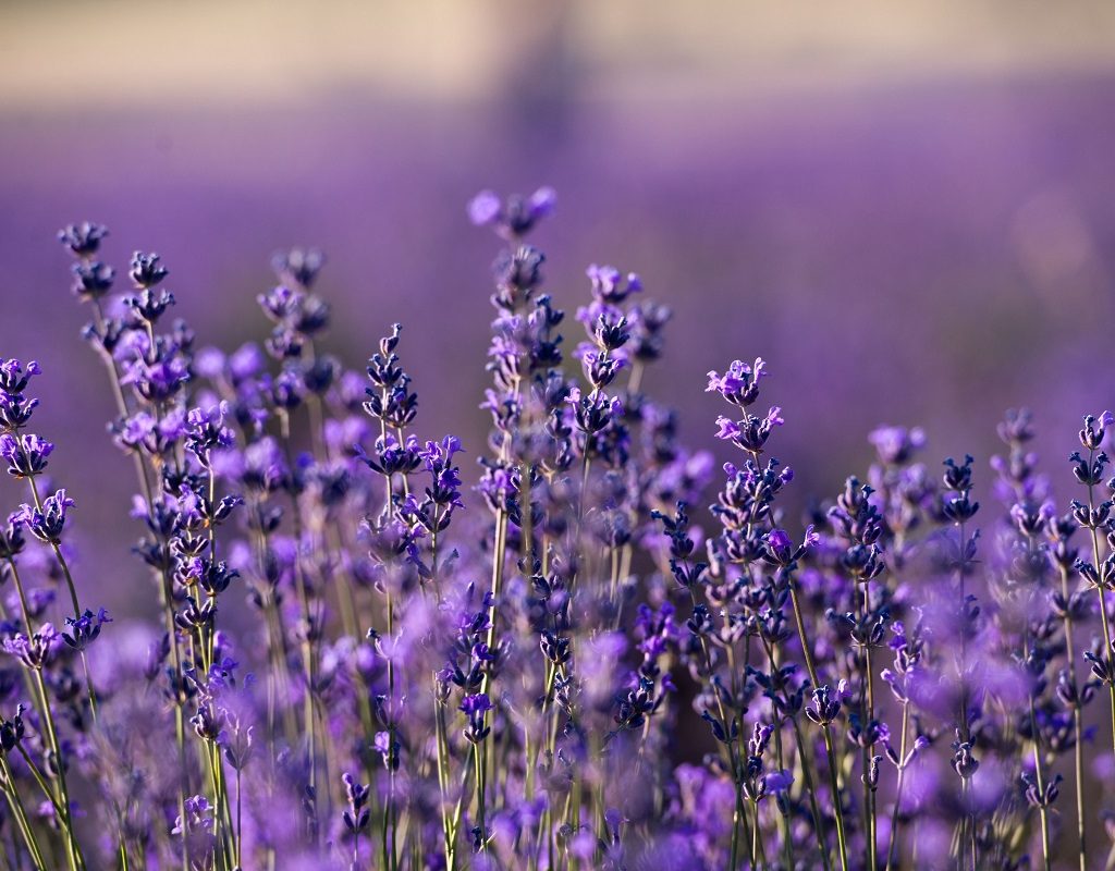 A field of lavender flowers