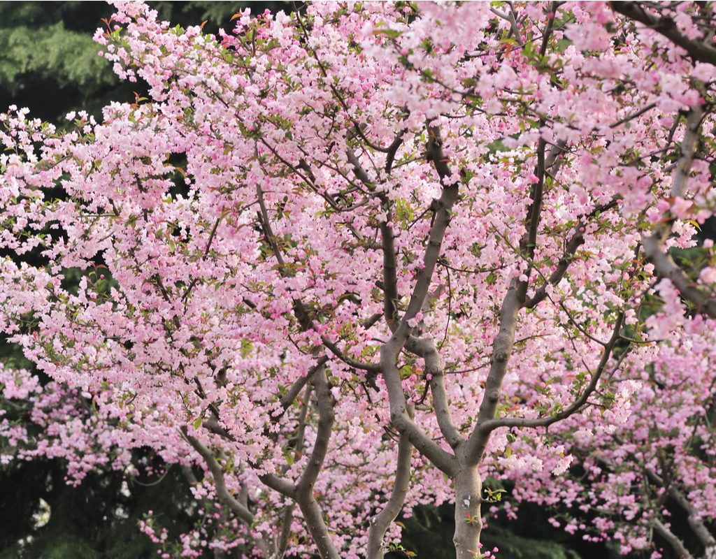 Crab apple tree in full bloom with light pink flowers