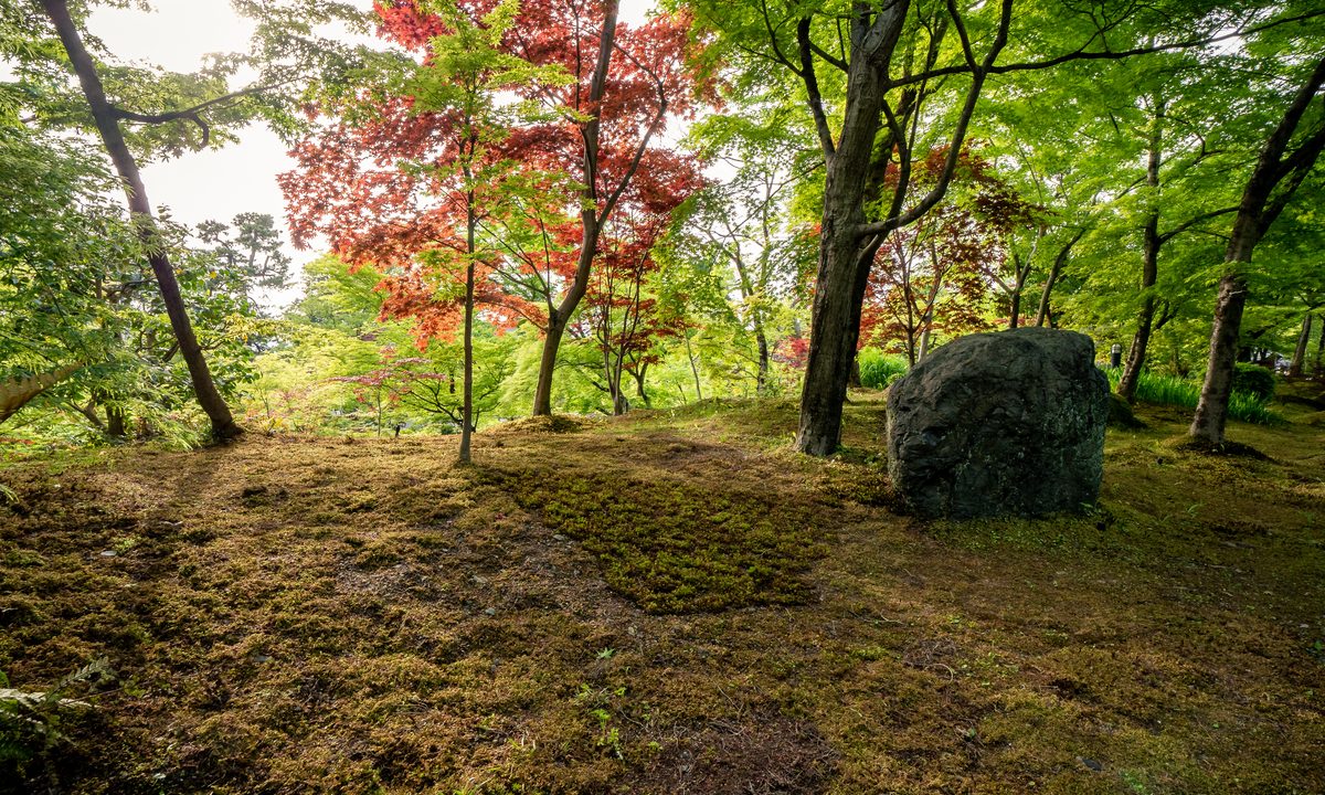 Mossy forest landscape