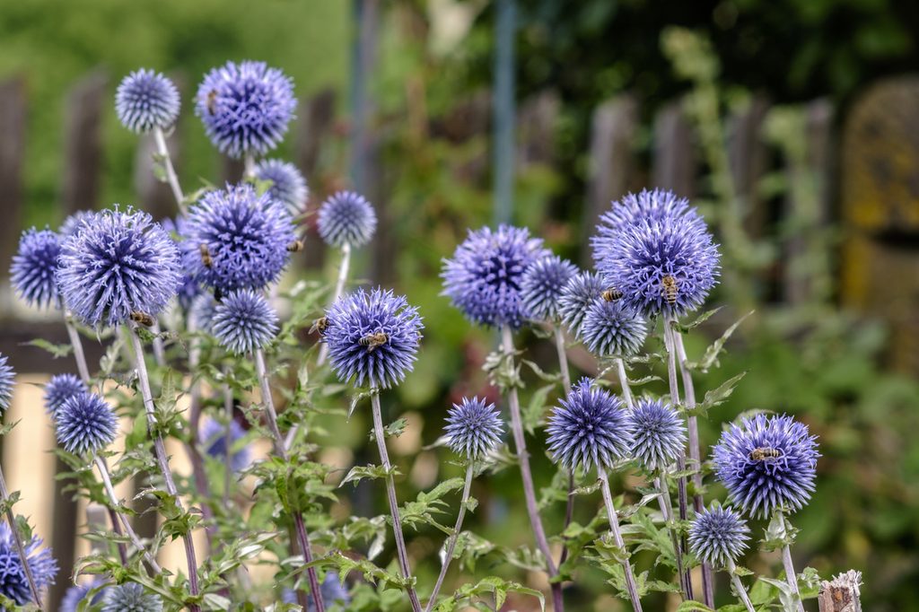 Globe thistle blooms in garden