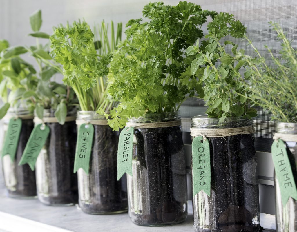 Herbs in mason jars