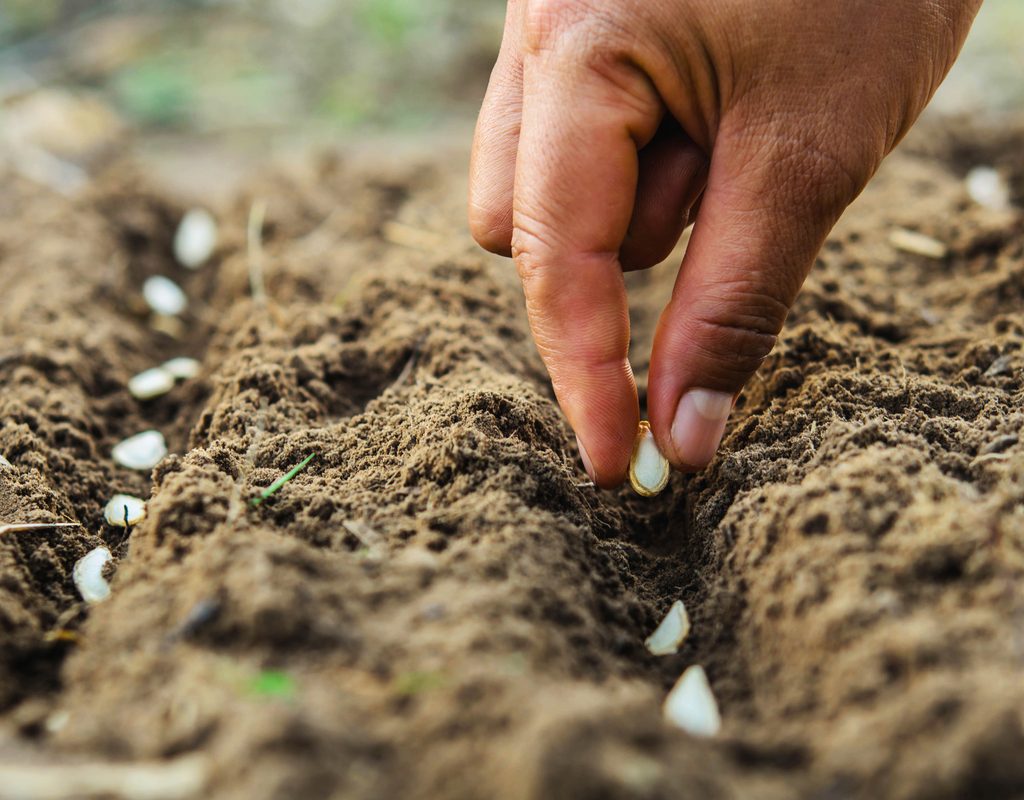 A hand placing seeds in a row in the soil