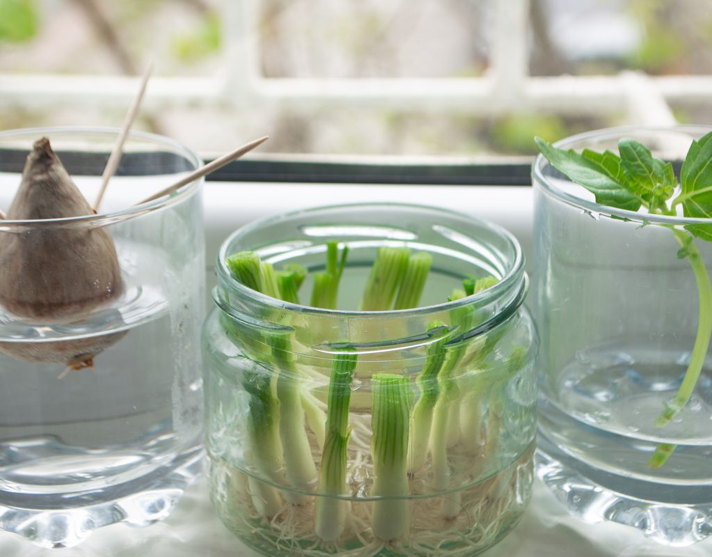 An indoor scrap gardening set-up
