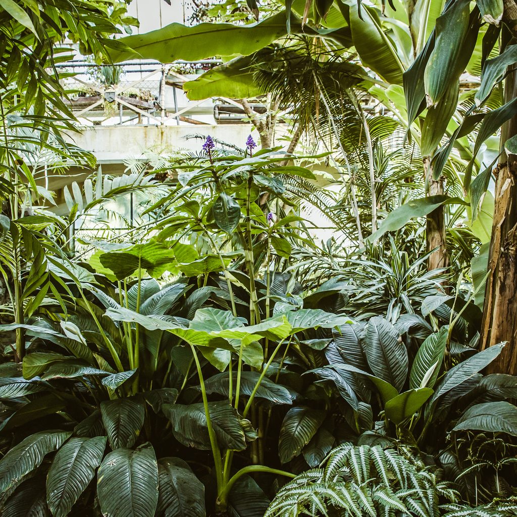 tropical greenhouse greenery