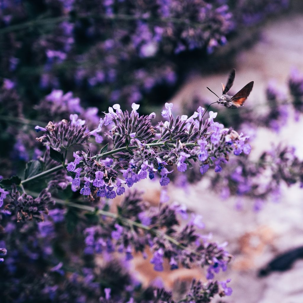 purple butterfly bush