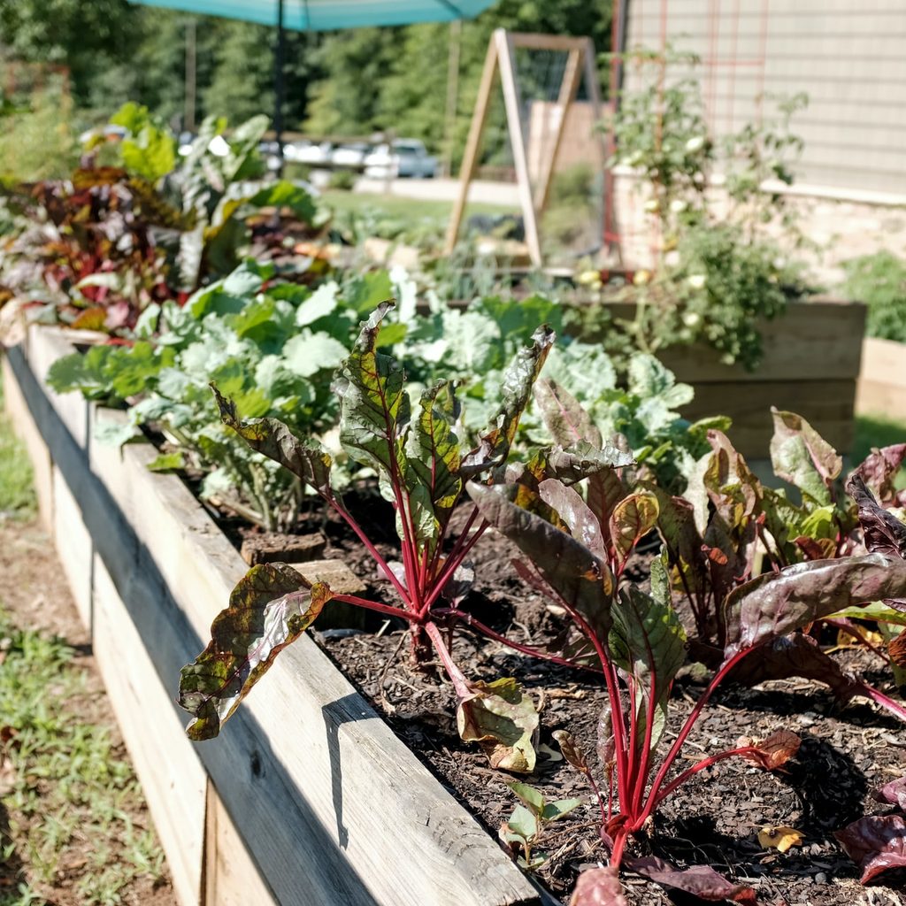beets in garden