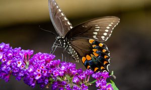 butterfly on butterfly bush