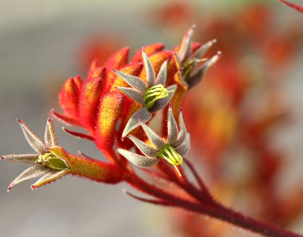 Kangaroo paw plant flowers