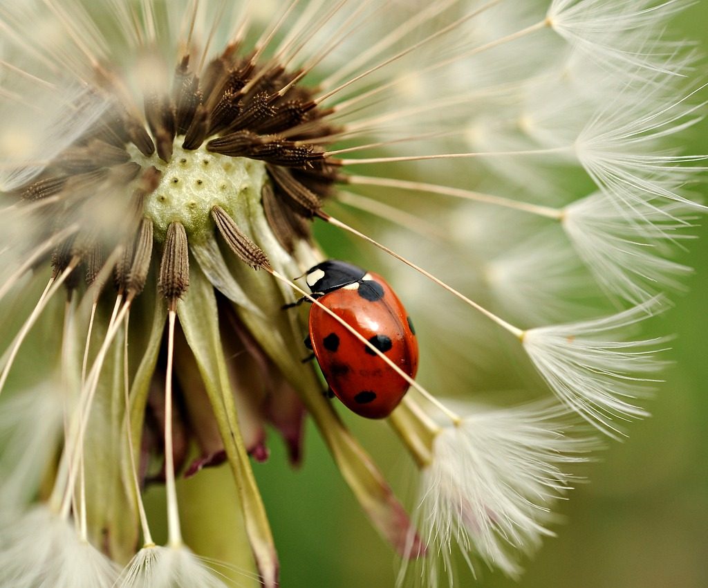 Closeup of a ladybug on a dandelion seedhead
