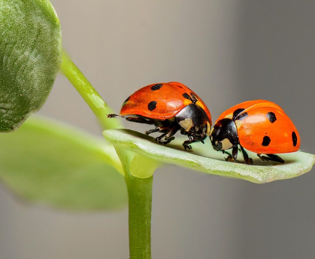 A pair of ladybugs on a leaf