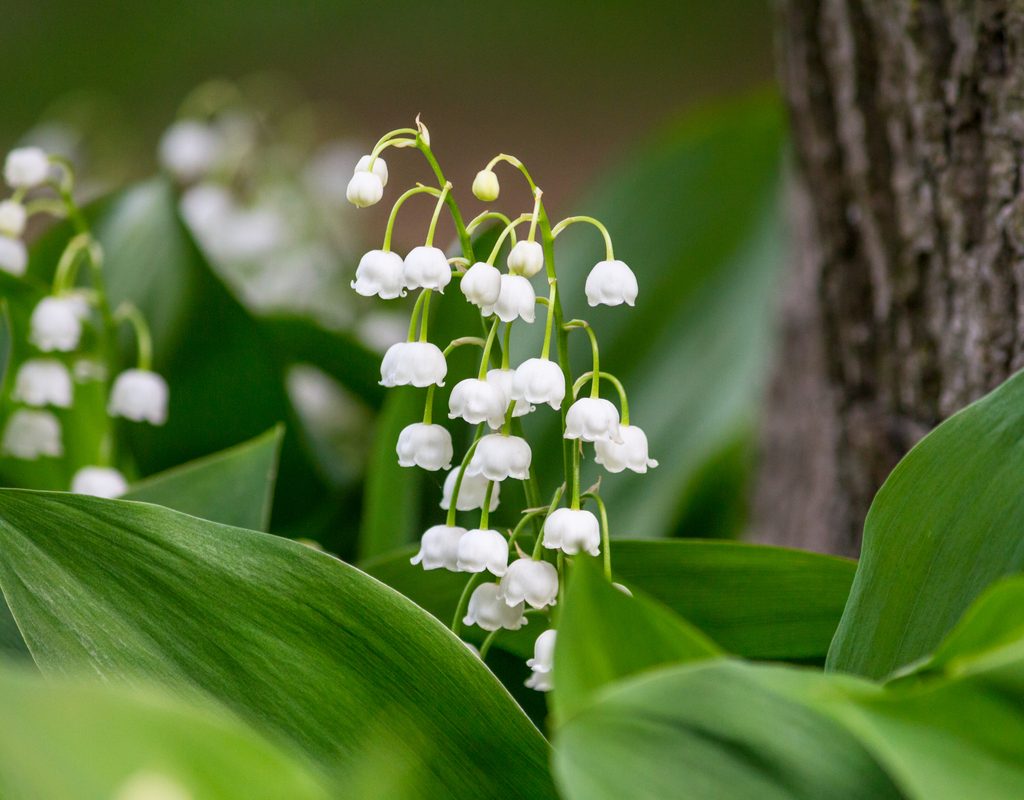 A lily of the valley