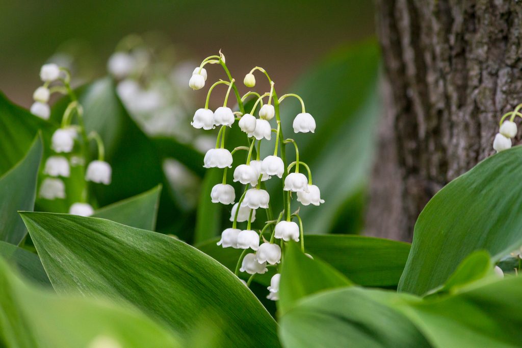 A lily of the valley