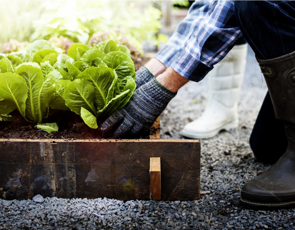 Gardener growing some lettuce